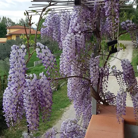 Il Glicine 3* 基耶蒂